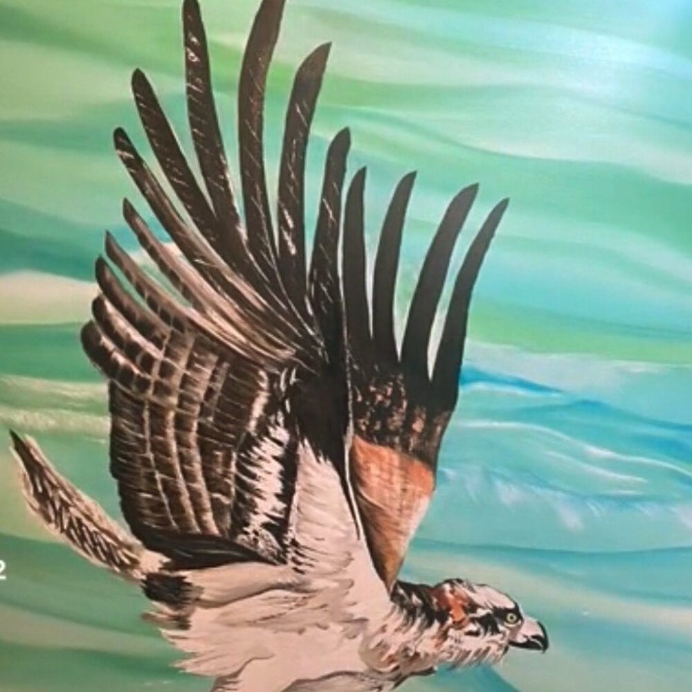 Sea Eagle In Flight - Picture 2 of 4